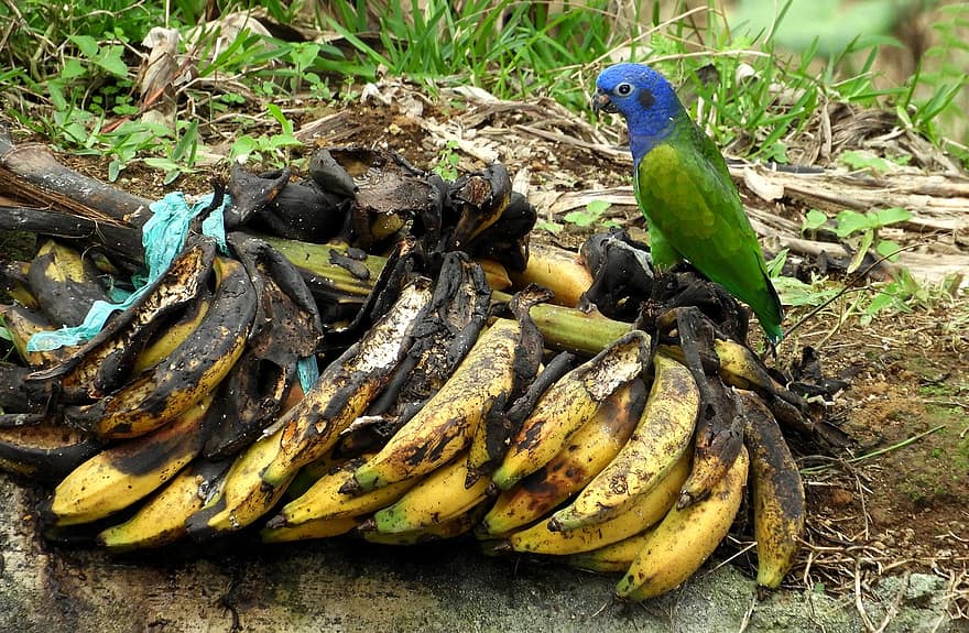papagaio, pássaro, bananas, frutas, animal, penas, plumagem, bico, conta, observação de pássaros, ornitologia