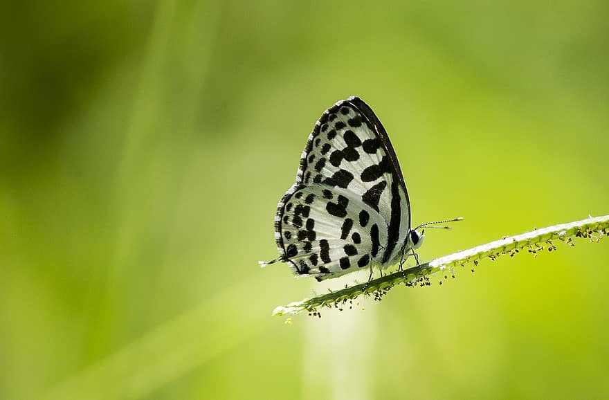 Common Pierrot, Butterfly, Insect, Plant, Twig, Wings, Wildlife, Animal, Garden, Nature, close-up