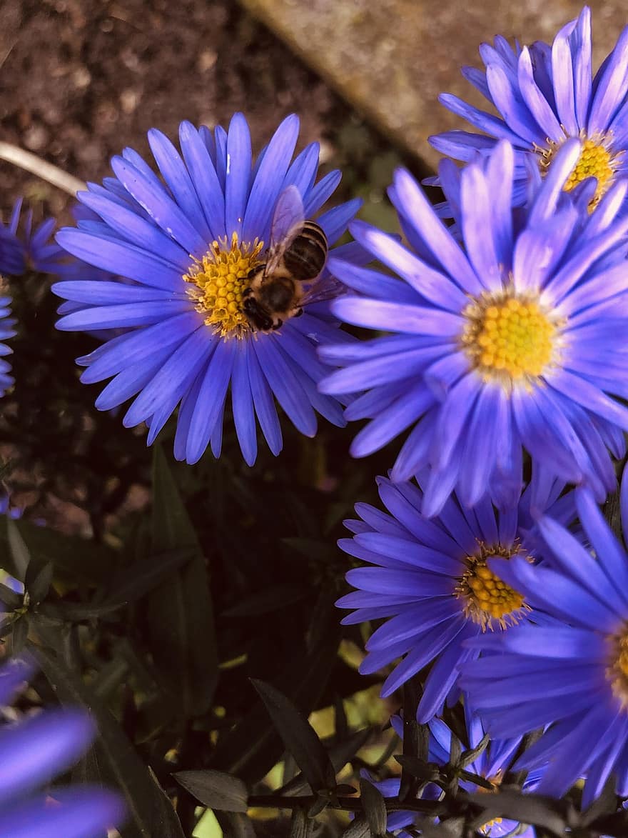 бджола, комаха, запилюють, запилення, квіти, крилате комаха, крила, природи, перетинчастокрилі, ентомологія