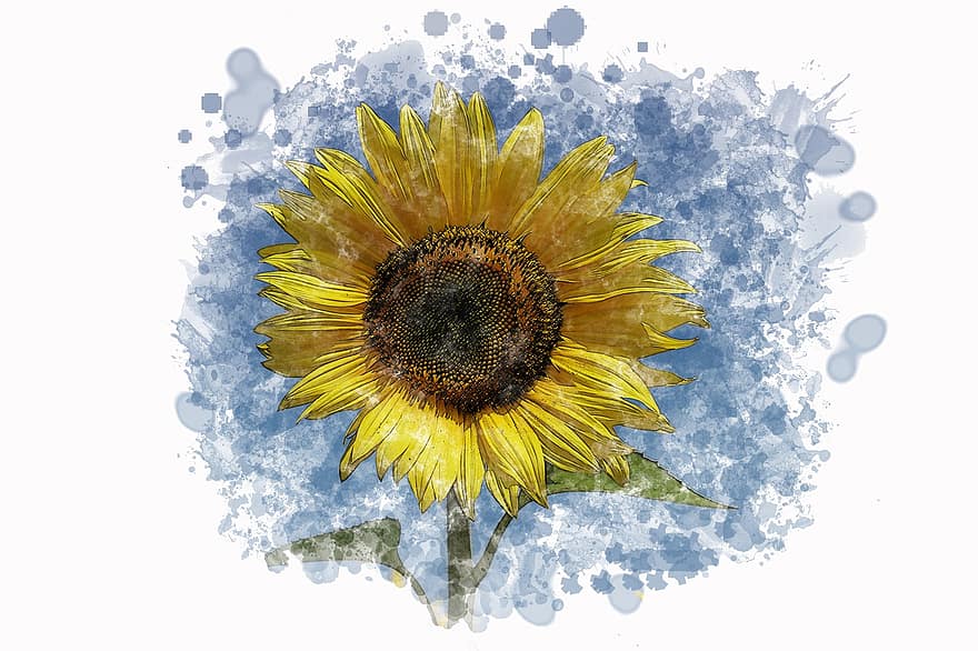 Watercolor, Sketch, Watercolor Sketch, Sunflower, Nature, Floral, Bright, Art, Artist