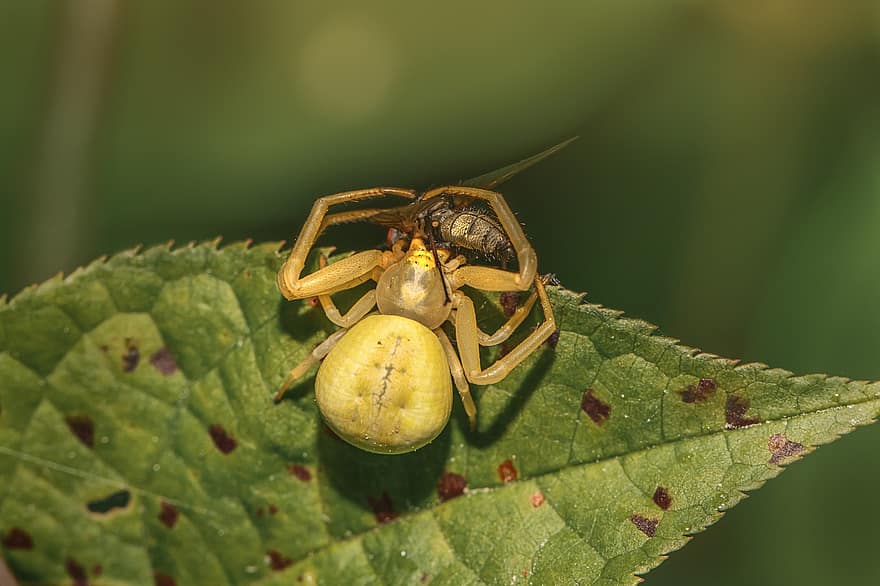 Goldenrod Crab Spider, Spider, Arachnid, Misumena Vatia, Animal, Fly, Predator, Prey, Arthropod, Wildlife, insect