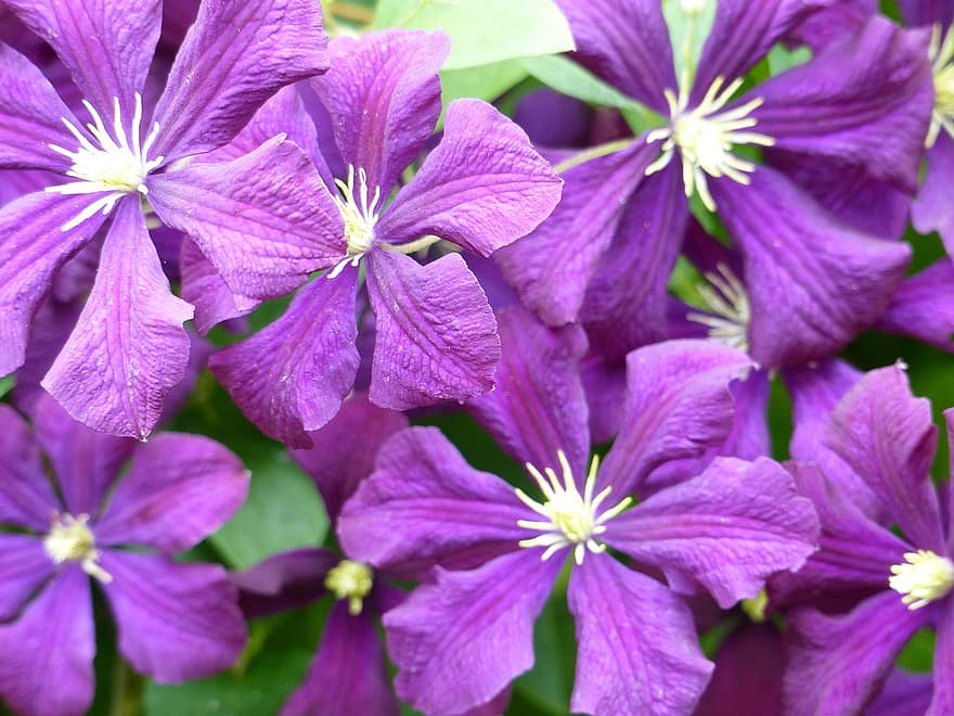 フラワーズ、紫色の花、庭園、花びら、紫色の花びら、咲く、花、フローラ、植物、閉じる、工場