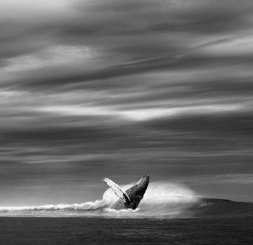 океану, море, хвиля, кит, синій кит, Дикий чорно-білий, n b, картина