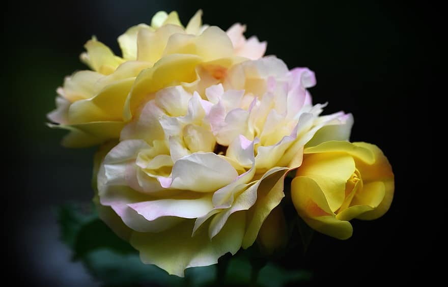 роза, цъфна роза, цвят, разцвет, цвете, природа, градина, романтичен, красота, аромат, обичам