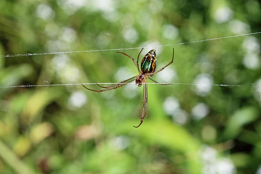 aranha, aranha prateada do pântano, aracnídeo, inseto, fechar-se, macro, teia de aranha, animais em estado selvagem, cor verde, assustador, artrópode