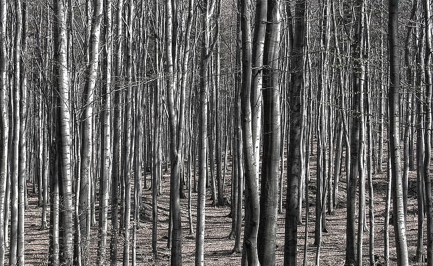 Trees, Nature, Forest, Beeches, Woods, Wilderness, tree, tree trunk, plant, branch, leaf