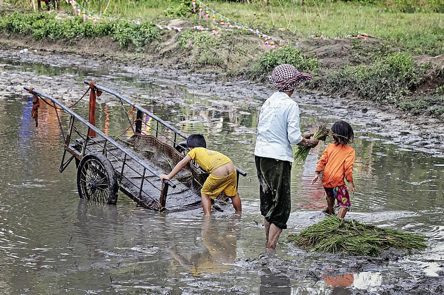 Human Efforts, Mud, Like, Country, Splashing, Agriculture, Vietnam, Growing Rice, Children, Women, Rice Field