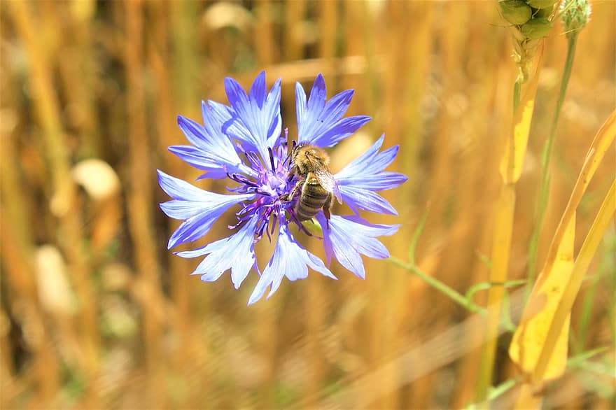 Cornflower, Wheat Field, Stormarn, Großensee, Pollination, Bee