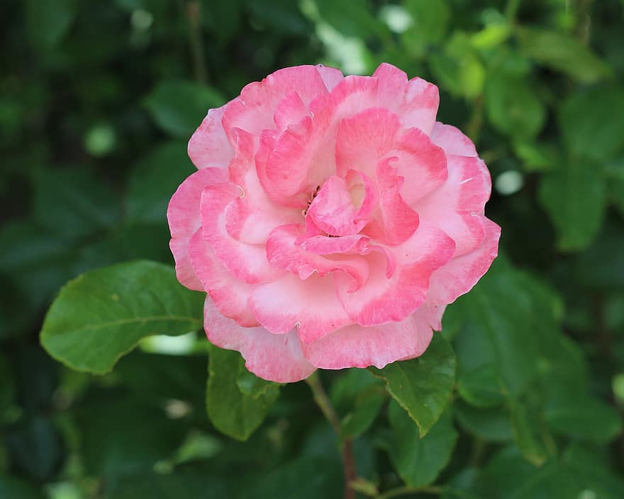 blassrosa, pinke Rose, Rosen, Natur, Blütenblätter, Herrlich, Blume