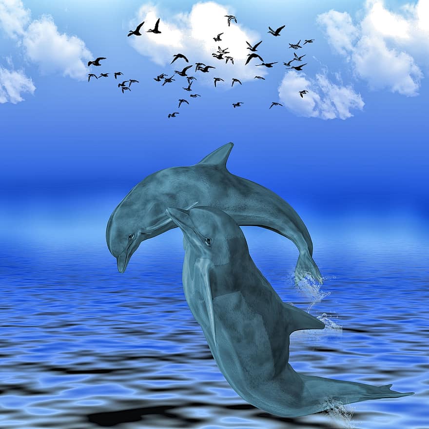 delfin, hav, meeresbewohner, delfiner, djur, simma, däggdjur, vatten varelse, flipper, Marina däggdjur, blå