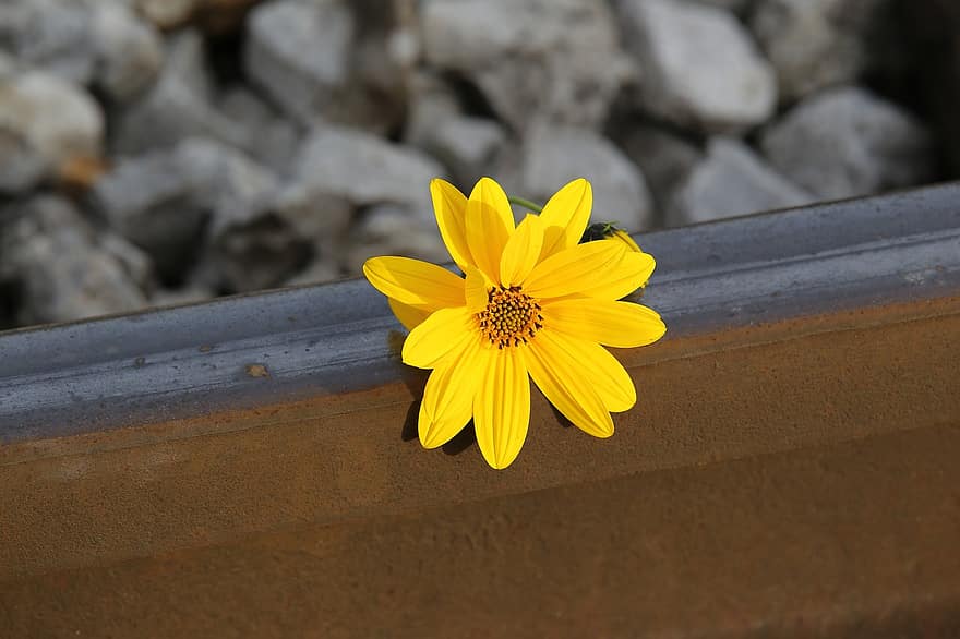 квітка, квітка арніки, залізничної колії, цвітіння, залізничний, природи