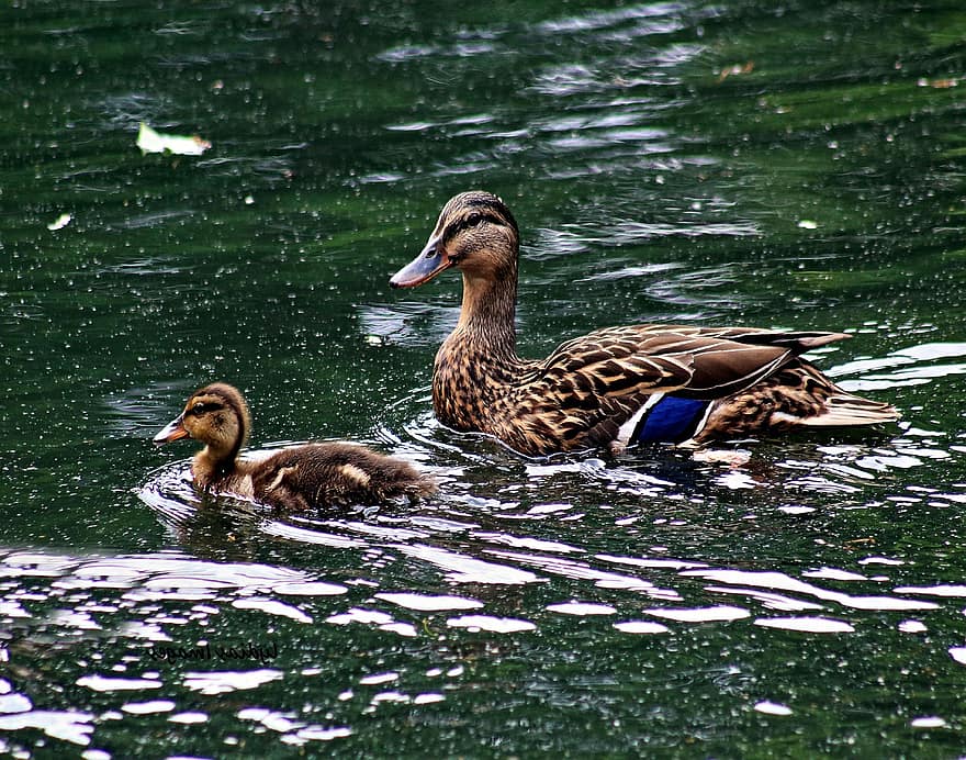 Mallard Ducks, Ducks, Waterfowls, Water Birds, Lake, Pond, Birds