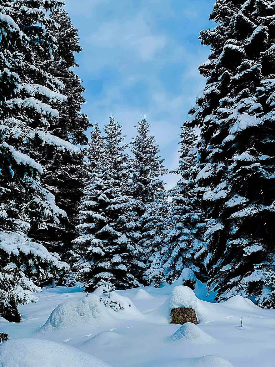 Snow, Trees, Forest, Conifers, Coniferous, Conifer Forest, Pine Trees, Spruce, Evergreen, Hoarfrost, Snowy
