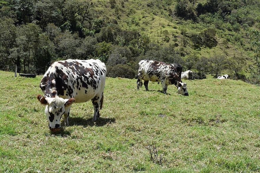 koeien, weide, begrazing, farm, boerderijdieren, vee, veld-, natuur, Colombia, dieren, gras