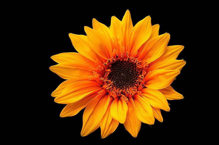 slunečnice, žlutý květ, Příroda