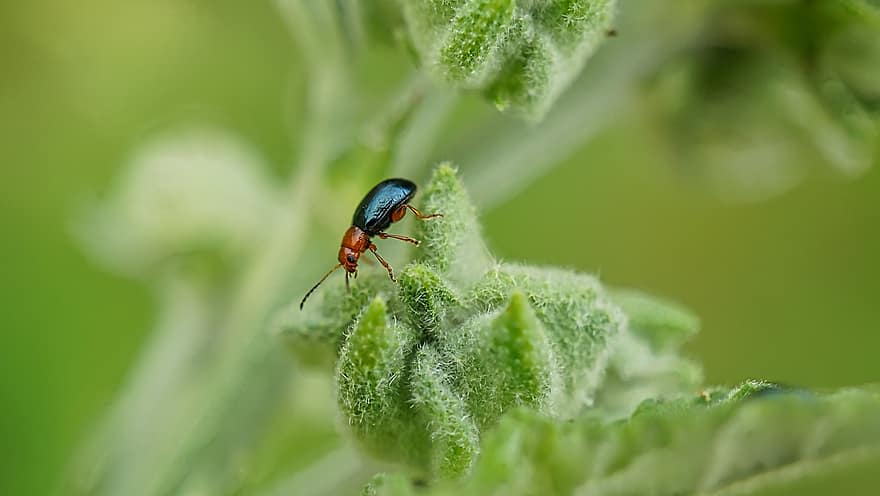 Blattkäfer, Käfer, Fehler, Sommer-, Insekt, Ernte, Chrysomelidae, Pest