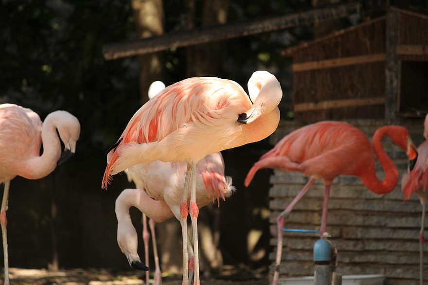 putni, flamingo, ornitoloģija, sugas, fauna, savvaļas dzīvnieki, knābis, spalvu, daudzkrāsains, dzīvniekiem savvaļā, rozā krāsa