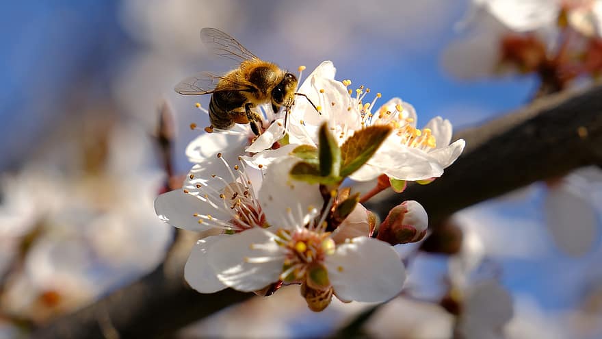 Hình nền HD, bông hoa, chồi non, con ong, phấn hoa, mùa xuân, hoa, gỗ, côn trùng, thụ phấn, cận cảnh