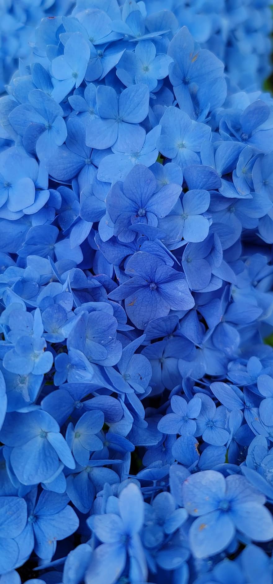 хортензия, цветя, синя хортензия, листенца, сини венчелистчета, разцвет, цвят, флора, природа