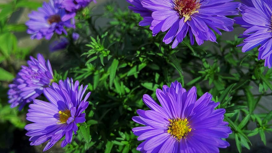 Flowers, Asters, Nature, Bloom
