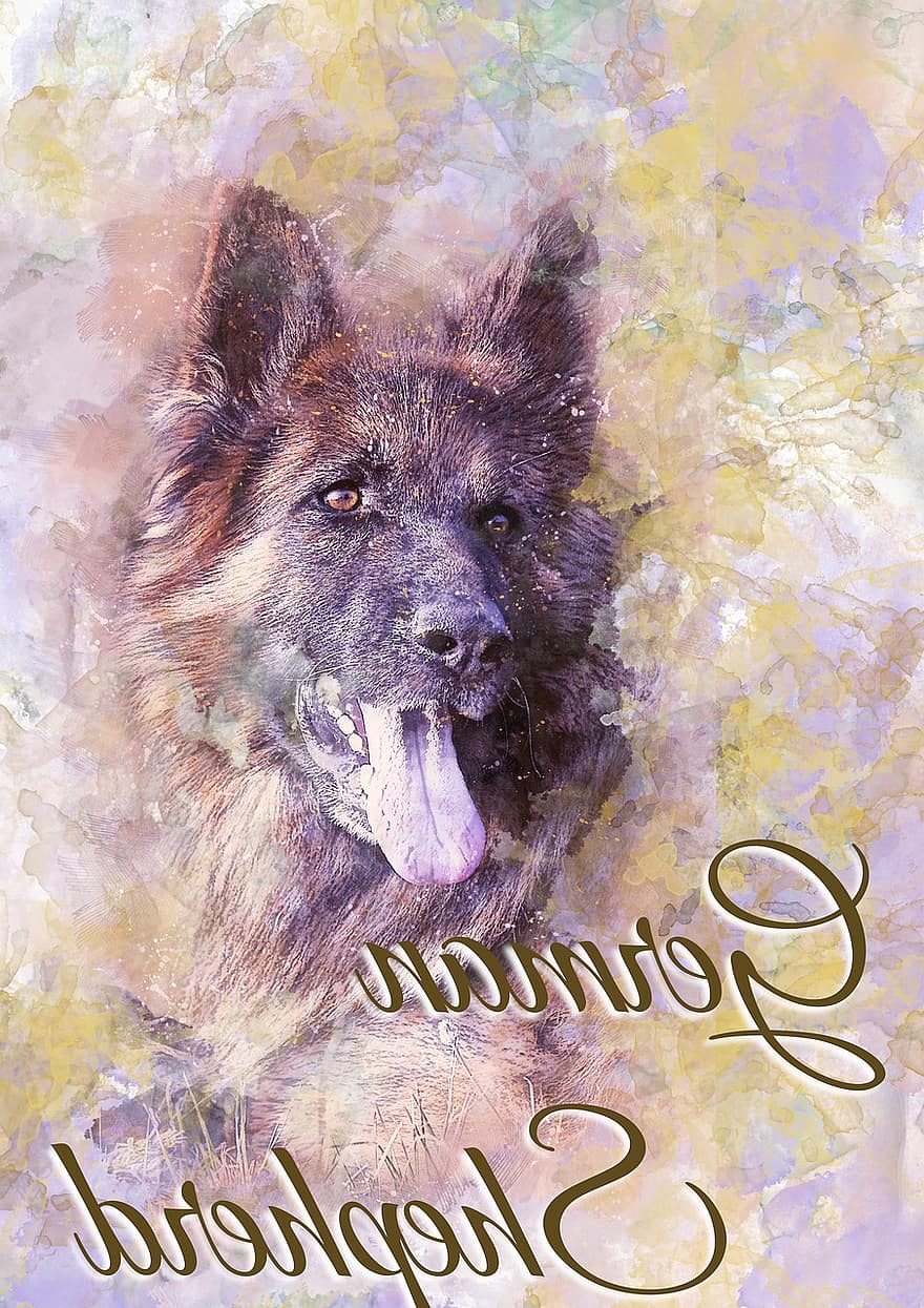 hond, Duitse herdershond, huisdier, hoektand, dier, natuur, portret, vriend, harige, ras, huiselijk