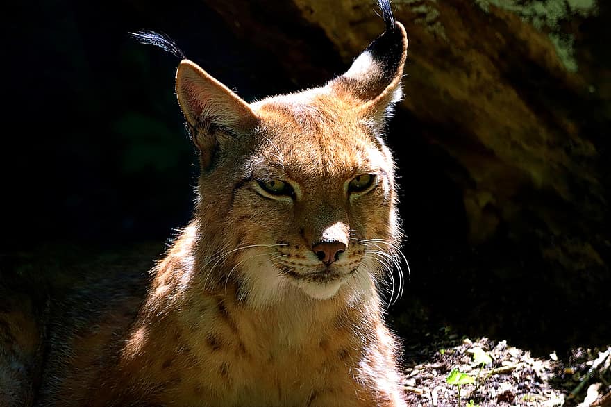 lynx, kucing garong, kucing besar, predator, kebun binatang, Duisburg, binatang buas, gurun