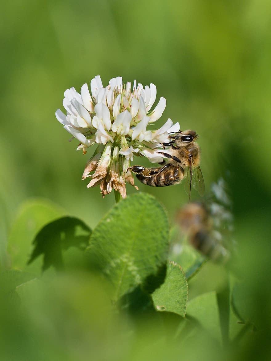 пчела, усърдие, пчелен мед, детелина, природа
