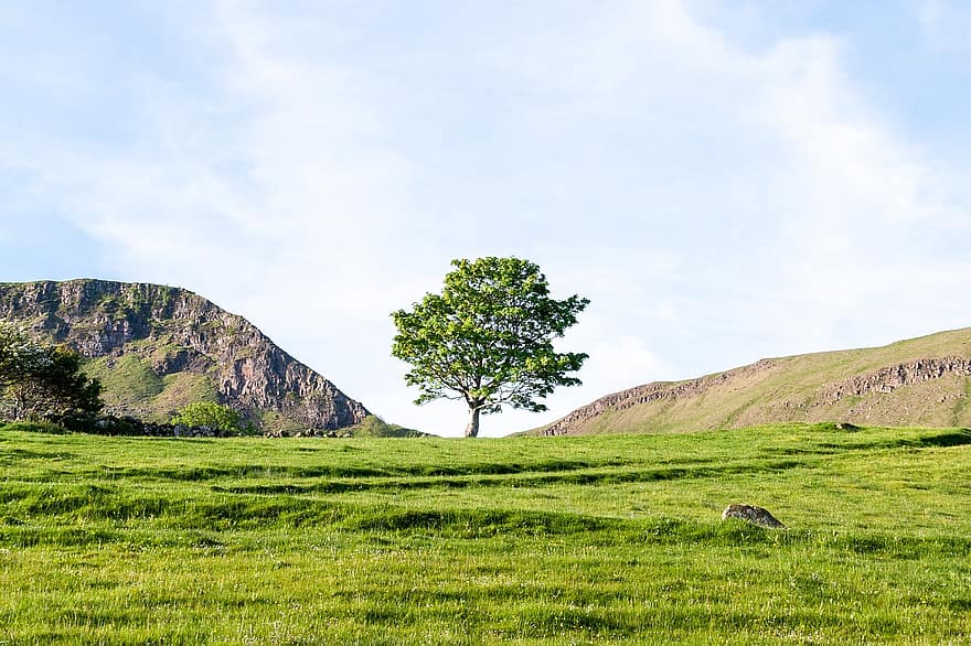 Field, Tree, Antrim, Europe, Northern Ireland, Outdoor, Travel, Nature, grass, meadow, green color