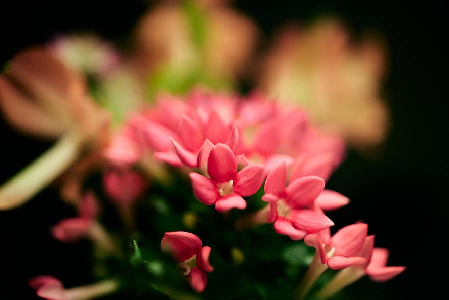 kukat, pinkki, pieniä kukkia, vaaleanpunaiset kukat, terälehdet, vaaleanpunaiset terälehdet, kukinta, kukka, kasvisto, Kukkien, puutarhanhoito