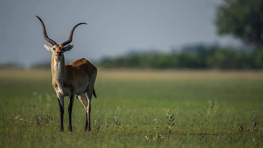 Zambézi Mocsáriantilop, antilop, állat, szarvak, vadvilág, emlős, fauna, vadon, természet, Okavango, Botswana