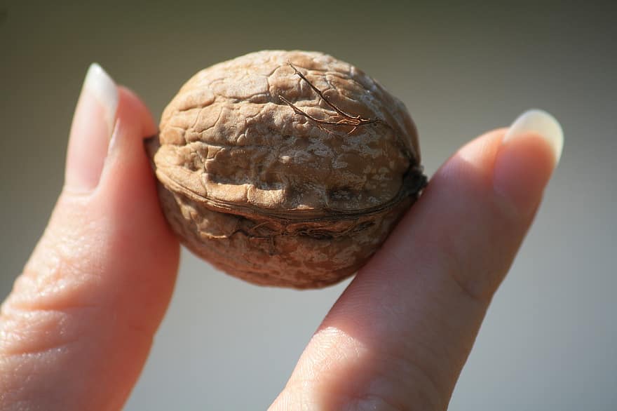 Walnut, Nut, Nature