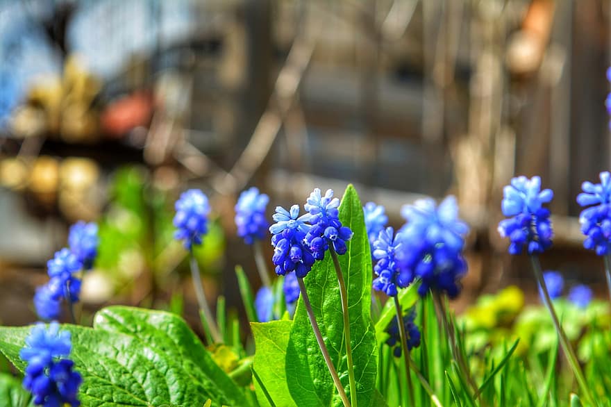 hroznový hyacint, květiny, jaro, rostlina, zahrada, Příroda, zeleninová zahrada, květ, detail, letní, zelená barva