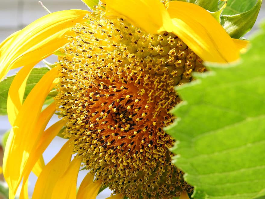 yleinen auringonkukka, auringonkukka, keltainen kukka, makro, tausta, kukoistava, kukka, kasvisto, puutarha