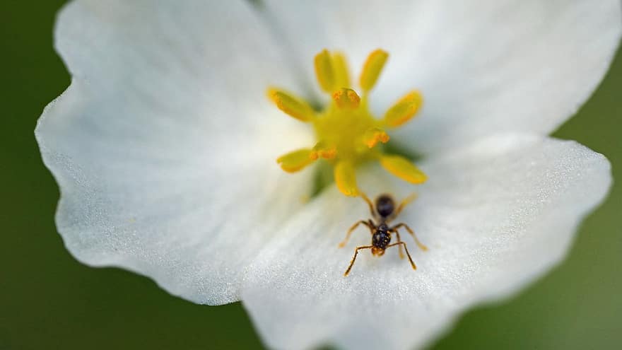 Ant, Insect, Nature, White Flower, Wildlife, Pollen, Close Up