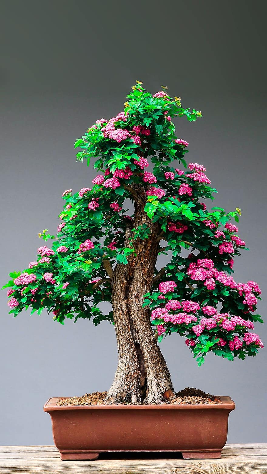 bonsai, strom, květiny, listy, flóra, botanika, hrnec, dekorativní, dekorace, De Póte, grande