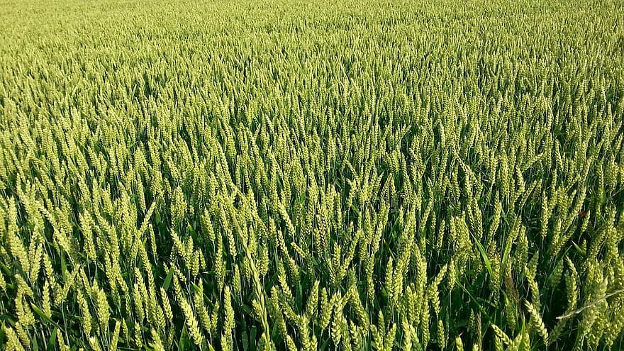 зерна, кукурудзяне поле, крупи, сільське господарство, пшеничне поле, урожай