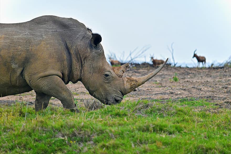 rinoceronte, cuerno, pasto, pradera, animal, fauna silvestre, naturaleza