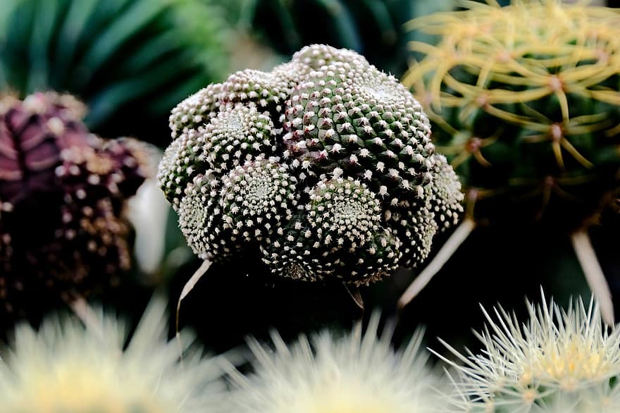 cactus, flora, naturaleza, botánica, crecimiento, macro, de cerca, planta, color verde, flor, hoja