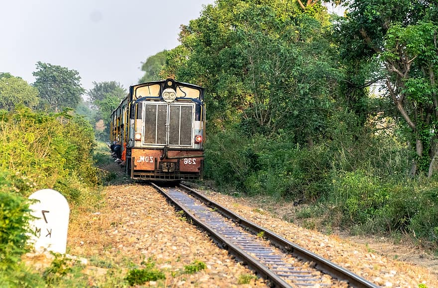 tren, ferrocarril, Índia, viatjar, transport, locomotora, rail, vies del ferrocarril, mode de transport, velocitat, bosc