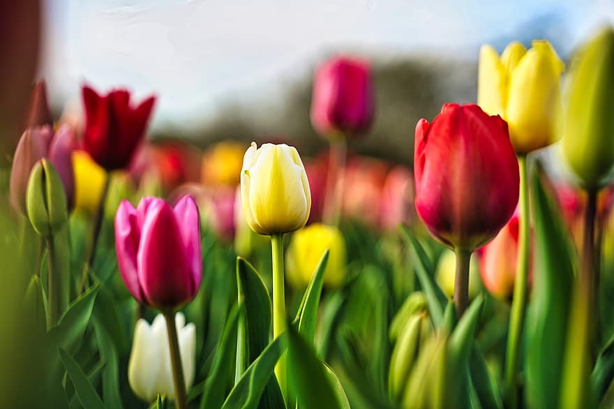 тюльпани, квіти, поле, весна, весняні квіти, тюльпан, квітка, зелений колір, Рослина, свіжість, різнокольорові