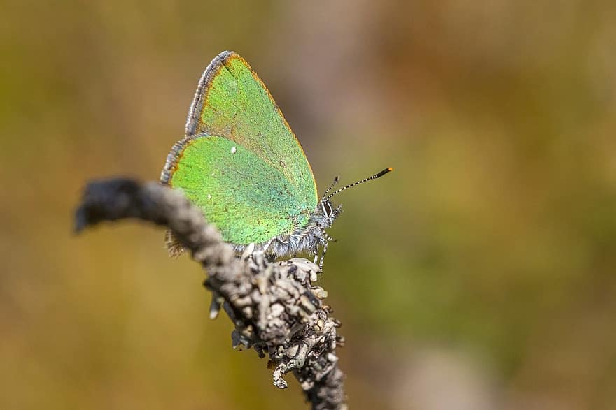 Green Hairstreak, Butterfly, Insect, Green Butterfly, Callophrys Rubi, Lepidoptera, Wings, Plant, Garden, Nature, Closeup