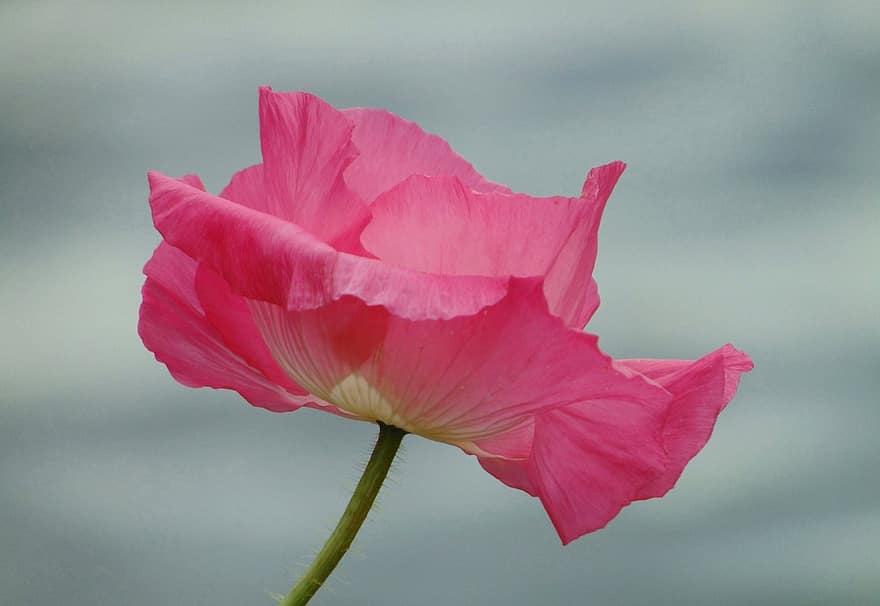 Poppy, Oriental Poppy, Pink Flower, Perennial, Flower