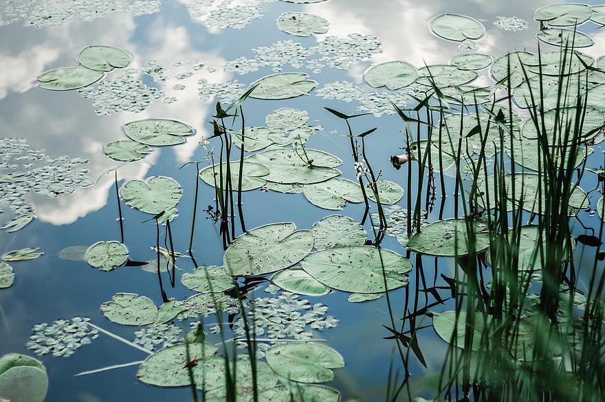 waterlelies, meer, reflectie, vijver, natuur