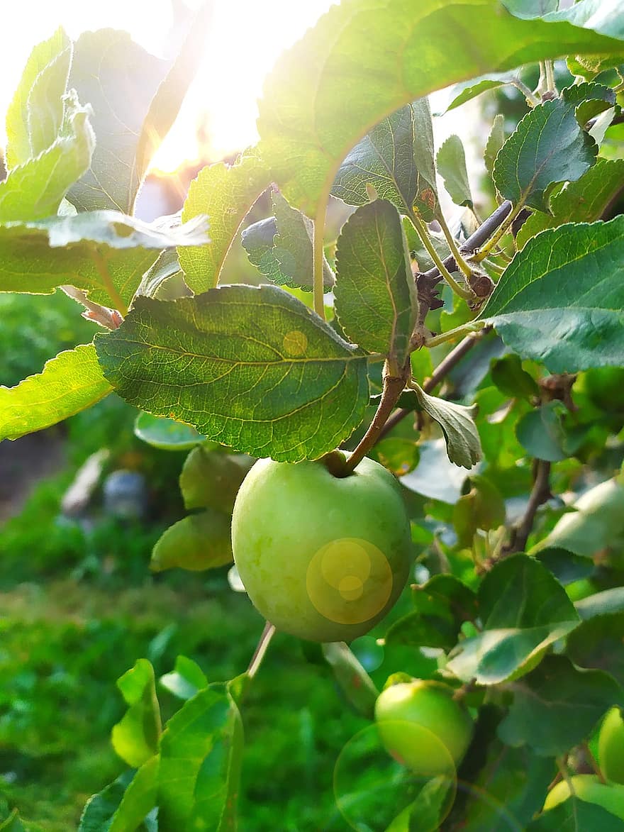 árvore de maçã, maçãs, maçãs verdes, Pomar de macieiras