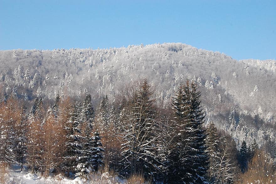 hivern, muntanya, bosc, neu, arbres, picea, gelades, paisatge, Polònia
