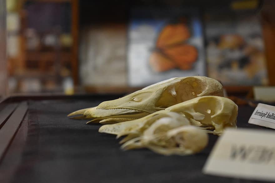 Skull, Dead, Science, Biology, Archaeology, Nature, Animals, food, table, indoors, education