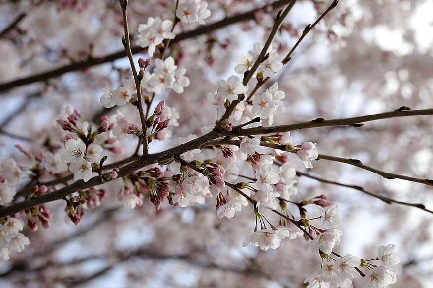 kersenbloesems, sakura, bloemen, natuur, detailopname, de lente, lente, tak, boom, bloem, seizoen