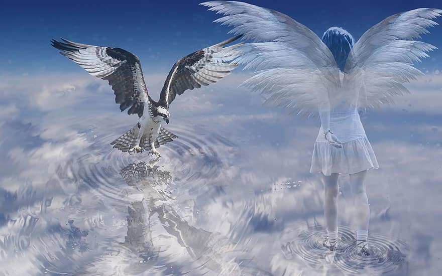 Adler, Seekopfadler, Steinkopf Eagles, felhők, tenger, szárny, angyal, lány, nő, élő, halál