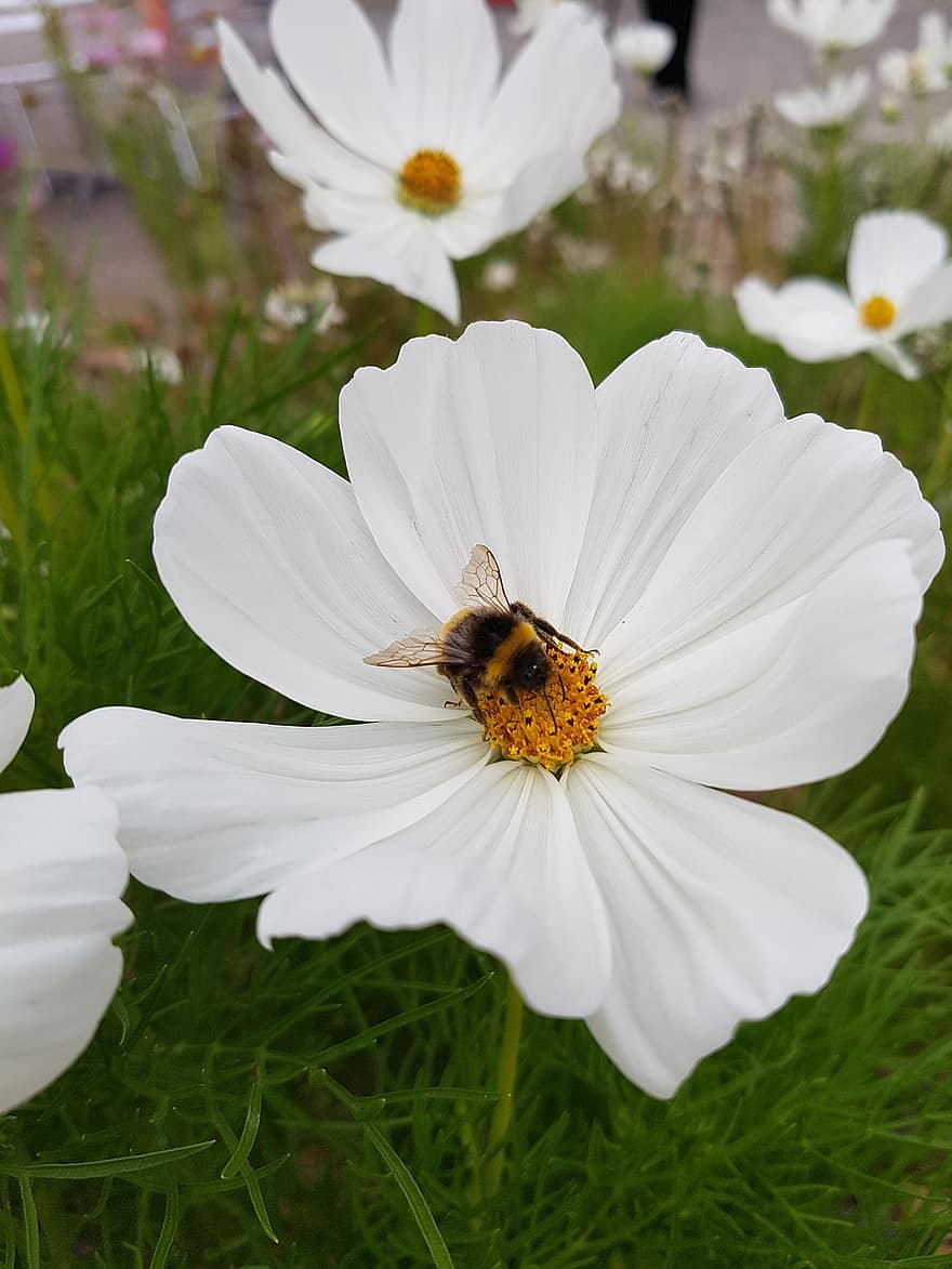fleurs blanches, jardin, Prairie, abeille, insecte, la nature