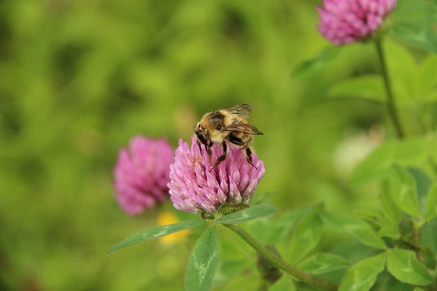 trevo, bumblebee, plantar, flor, verão, vermelho, Rosa, inseto, néctar, polinização, bespozvonochnoe